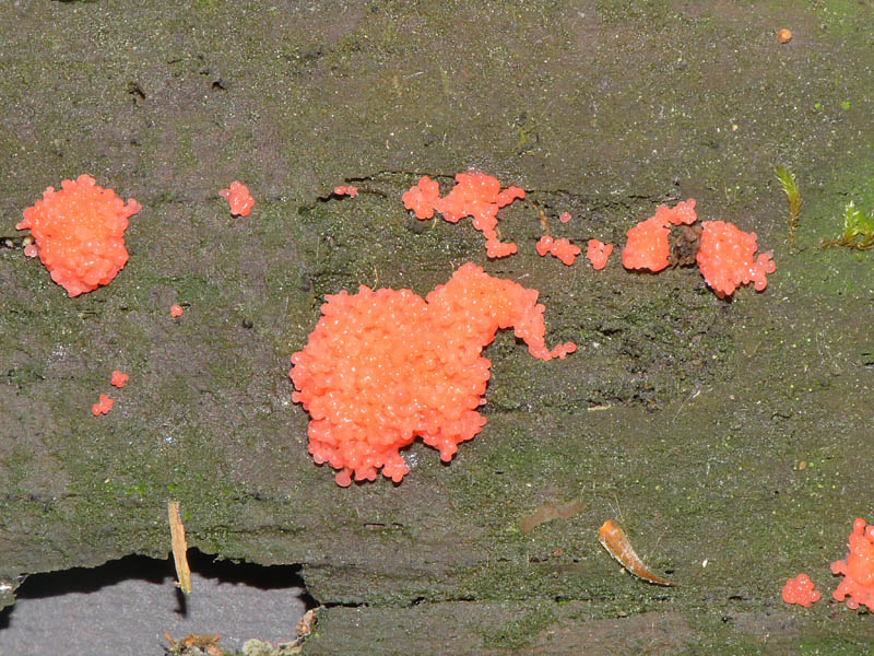 Tubulifera arachnoidea